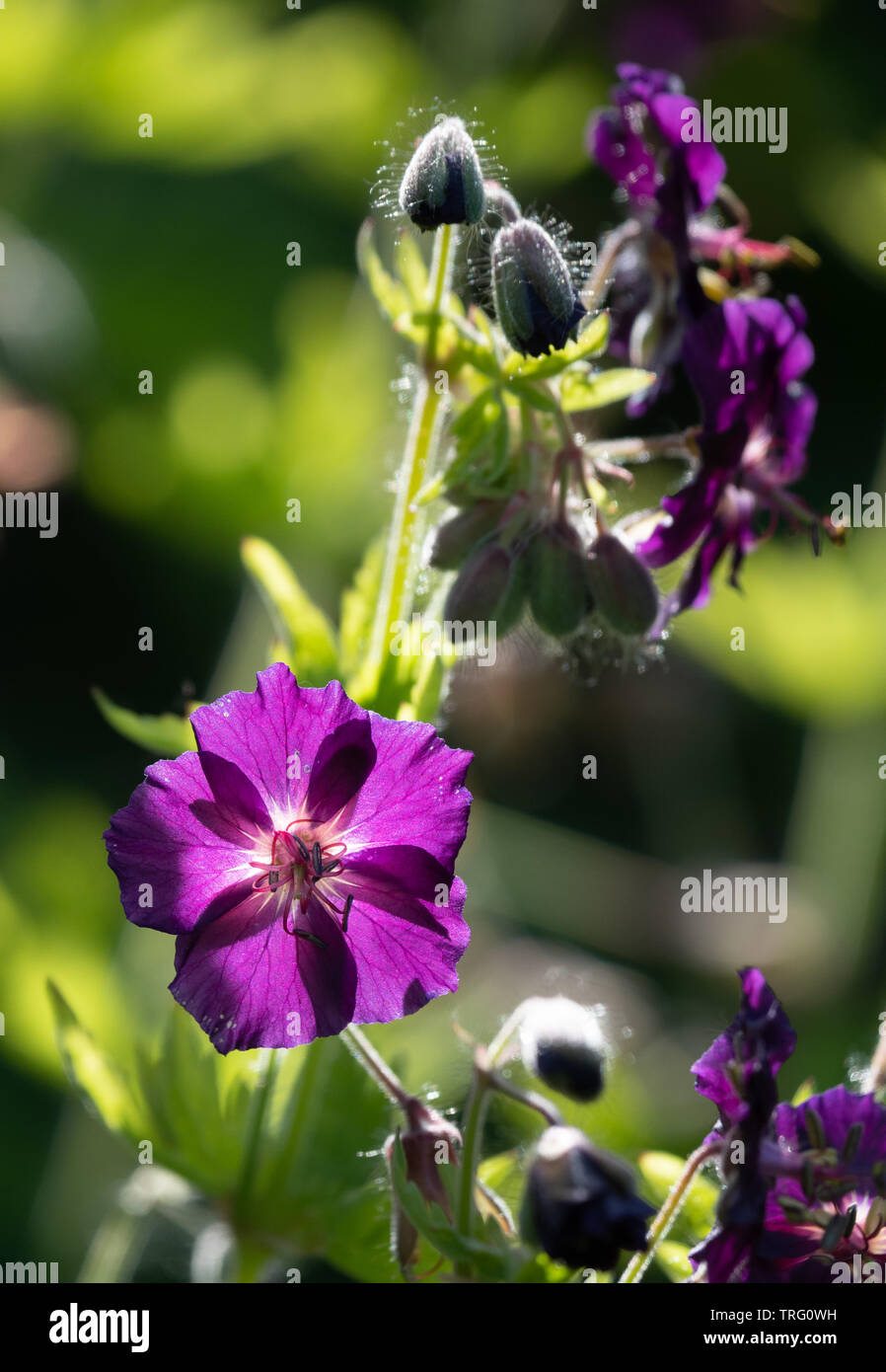 Fiori di geranio Phaeum ' lutto vedova ' in un giardino inglese frontiera perenne DERBYSHIRE REGNO UNITO Foto Stock