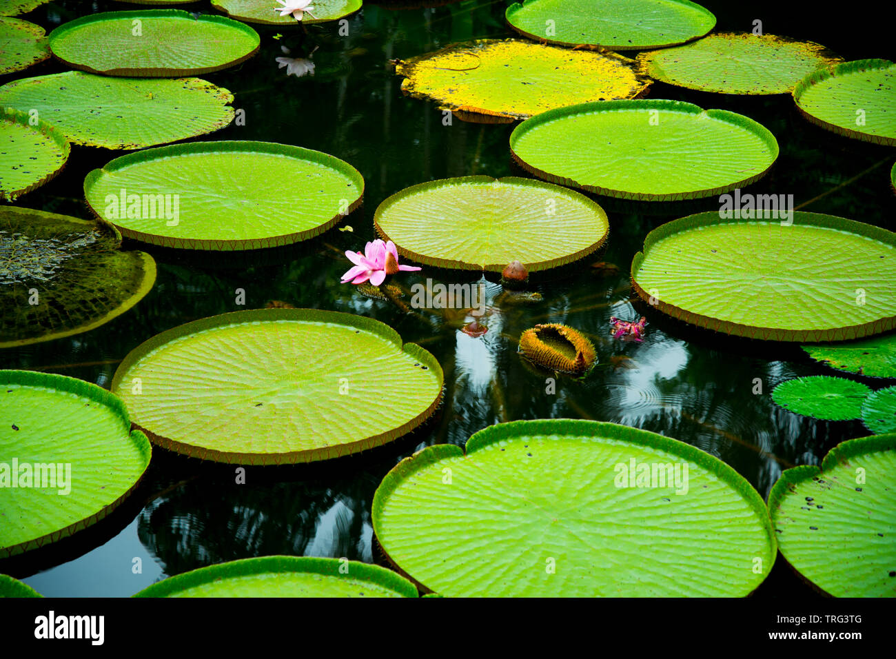 Ninfee in Singapore Botanic Gardens Foto Stock
