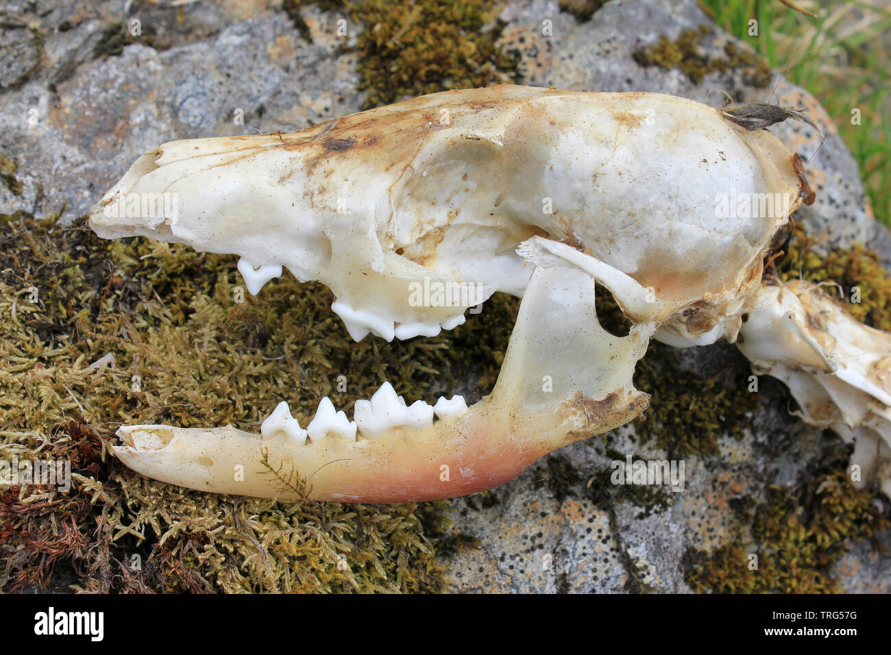 Red Fox cranio Vulpes vulpes su una roccia nel Migneint-Arenig-Dduallt zona speciale di conservazione, Snowdonia, Galles Foto Stock