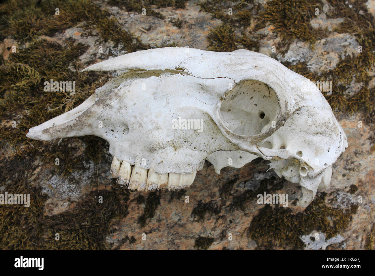 Cranio di pecora su una roccia nel Migneint-Arenig-Dduallt zona speciale di conservazione, Snowdonia, Galles Foto Stock