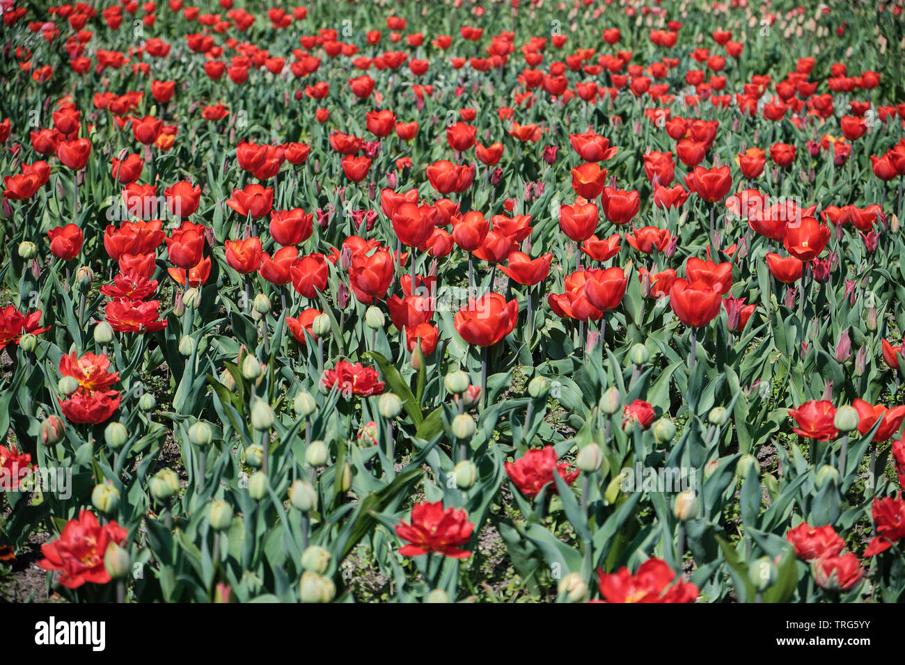 Un campo di fioritura di tulipani rossi, alcune gemme in primo piano Foto Stock