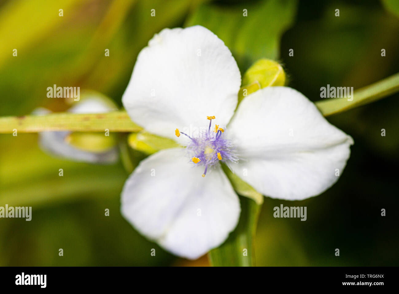 Il fiore di un giglio spider 'Osprey' (Tradescantia 'Osprey') Foto Stock
