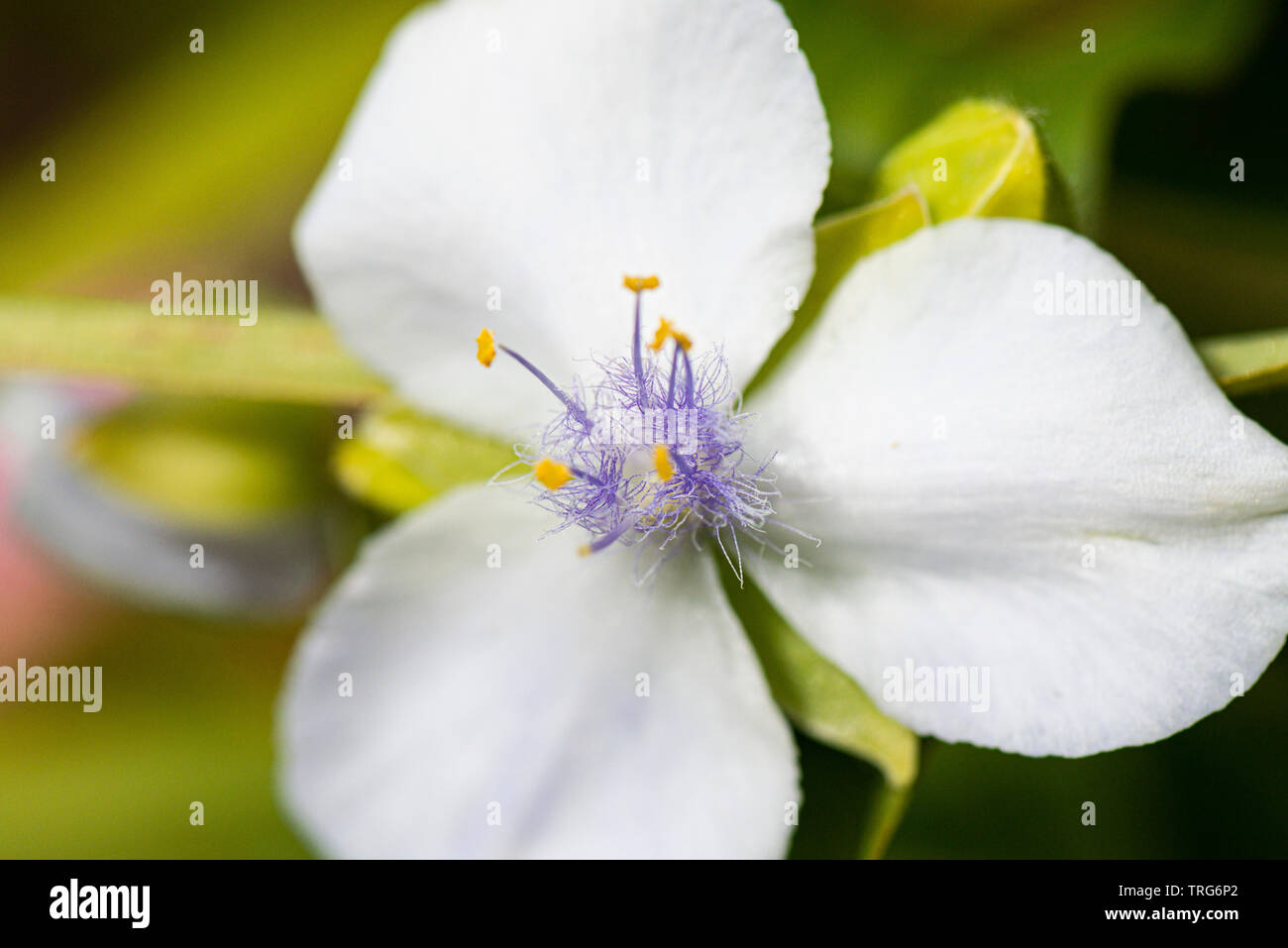 Il fiore di un giglio spider 'Osprey' (Tradescantia 'Osprey') Foto Stock