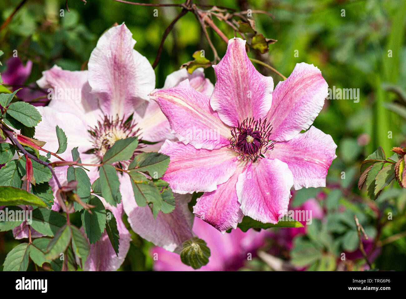 Una rosa clematis fiore Foto Stock