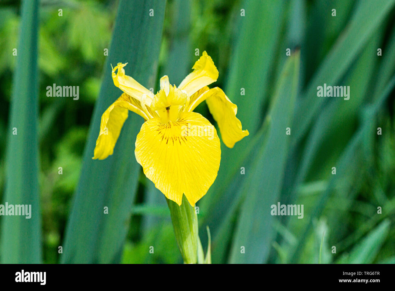 Il fiore di giallo (iris Iris pseudacorus) Foto Stock
