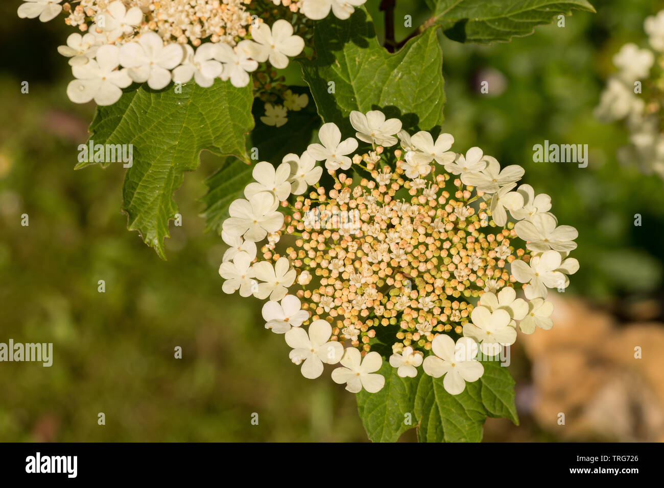 Come i fiori delle ortensie, il viburno-rose Compactum, Viburnum opulus, presenta meravigliosi vortici di fiori ma può essere infestato da viburnum beetle larvae Foto Stock