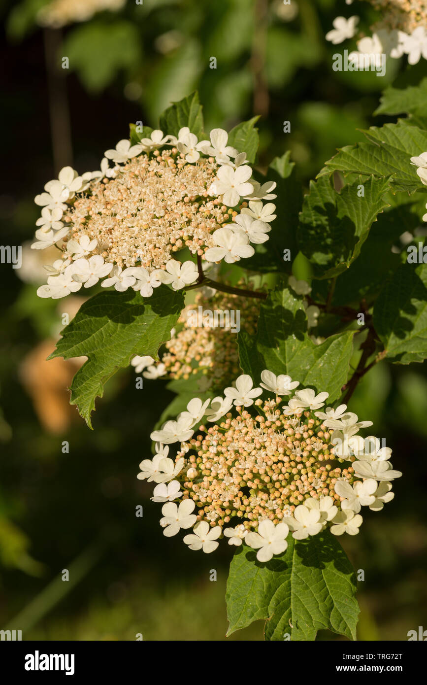 Come i fiori delle ortensie, il viburno-rose Compactum, Viburnum opulus, presenta meravigliosi vortici di fiori ma può essere infestato da viburnum beetle larvae Foto Stock