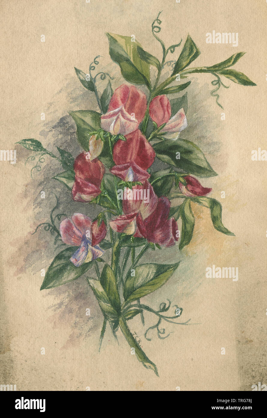 Antique c1890 la pittura ad acquerello di pisello dolce (Lathyrus odoratus) fiori e foglie. Fonte: Dipinto originale Foto Stock