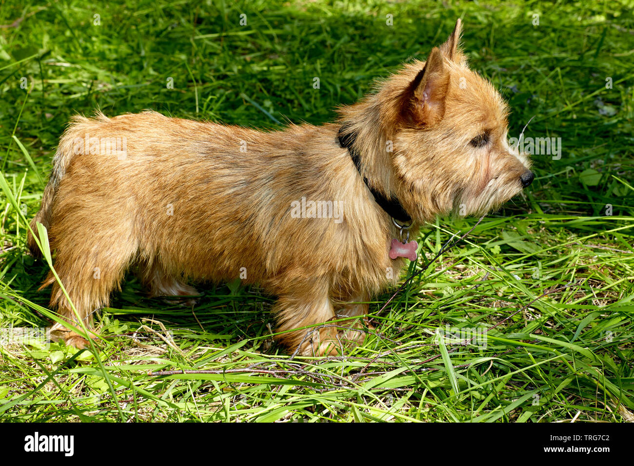 Il ritratto di Norwich Terrier puppy in un giardino Foto Stock