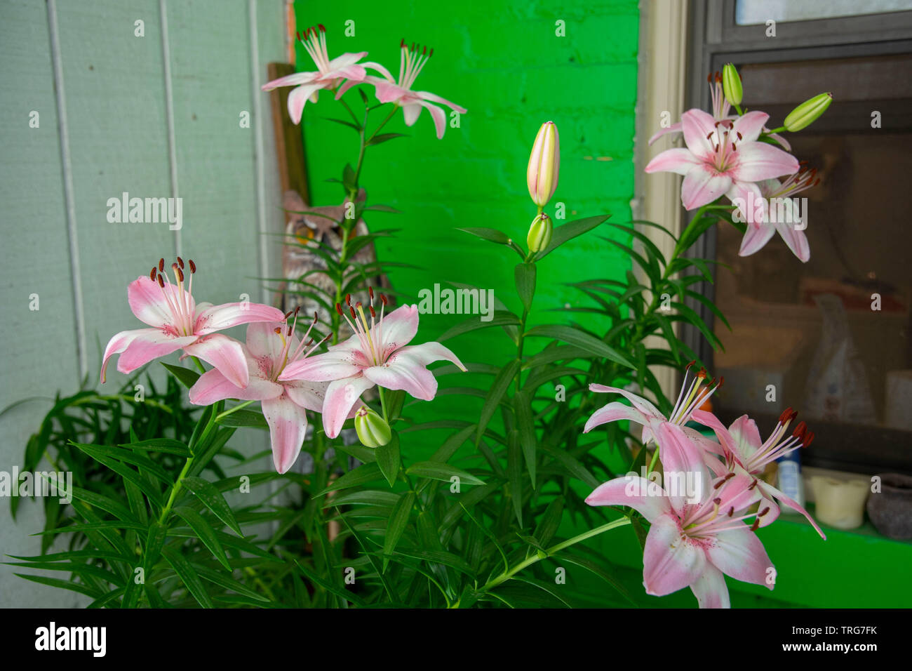 Questi rosa e gigli bianchi amano il loro spot su una veranda sul retro in Washington, DC. Foto Stock