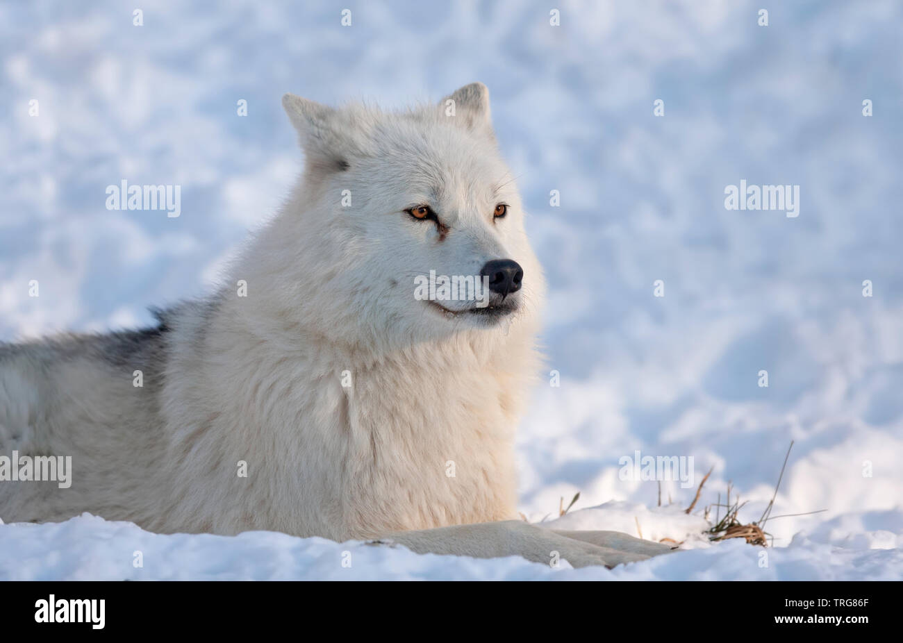 Arctic wolf isolati su sfondo bianco in appoggio in inverno la neve in Canada Foto Stock