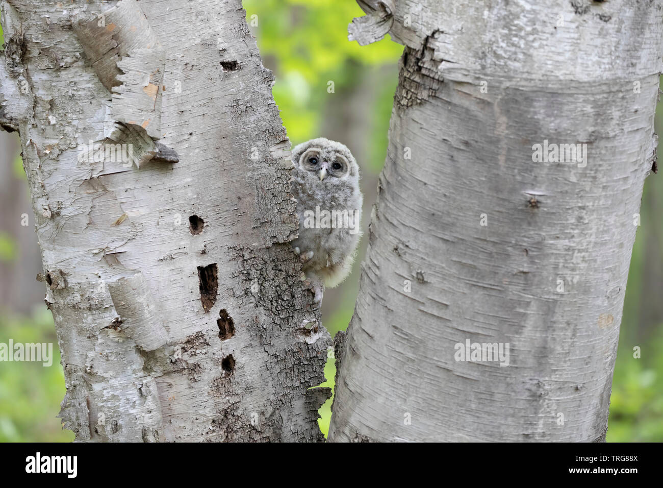 Bloccate il gufo owlet appollaiato su alcuni alberi di betulla nella foresta in Canada Foto Stock