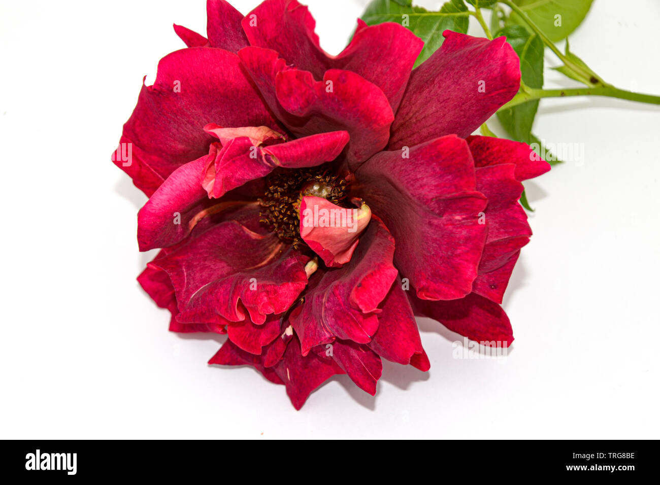 Le rose sono l'omonimo genere della famiglia di rosa. Il genere comprende, a seconda dell'autore del parere, 100 a 250 specie. Questi costituiscono per loro t Foto Stock