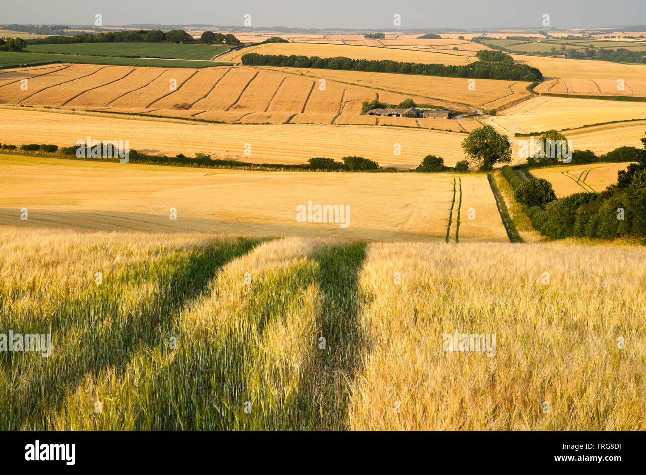 Un campo di orzo dorato in estate, Piddle Valley, Dorset, England, Regno Unito Foto Stock
