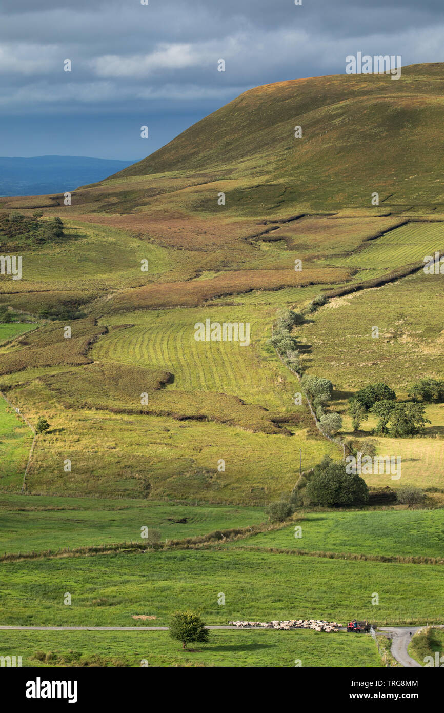 Pecore essendo arrotondati su Gortalughany, Co Fermanagh, Irlanda del Nord, Regno Unito Foto Stock