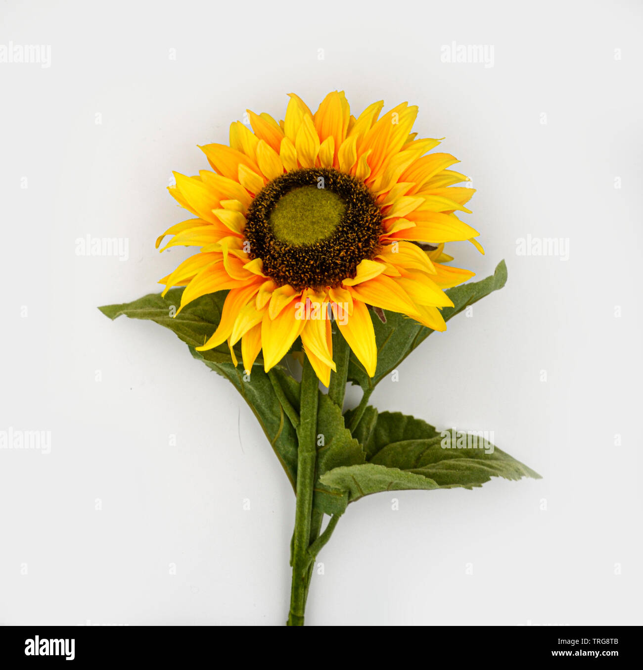 Sonnenblume / girasole auf weißem Hintergrund / sfondo bianco / Blume / Fiori / Blüte / Blossom Foto Stock