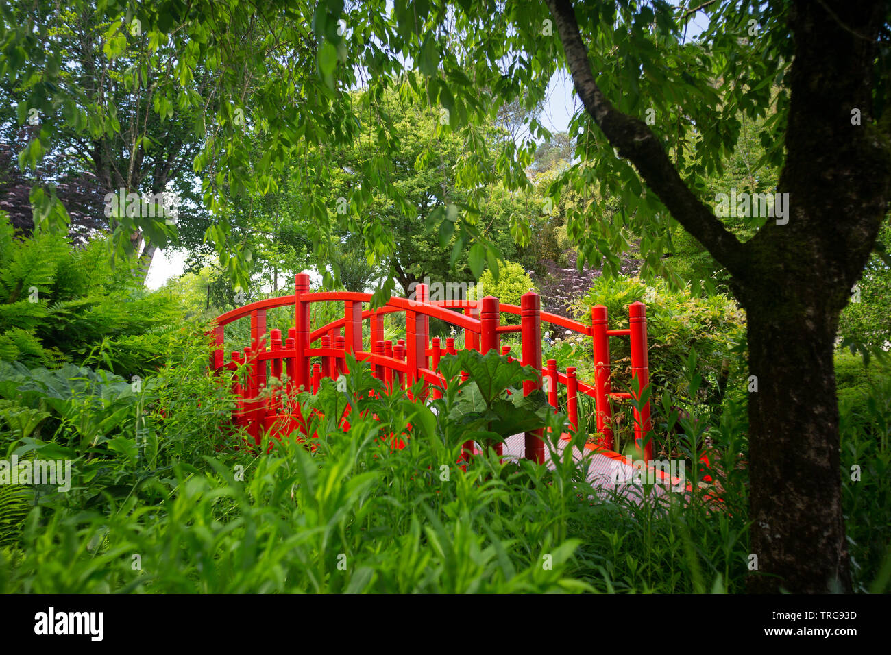 Il piccolo rosso passerella in legno di Bayonne giardino botanico (Francia). Questo giardino ornamentale è stato stabilito in base ad un modello giapponese. Foto Stock