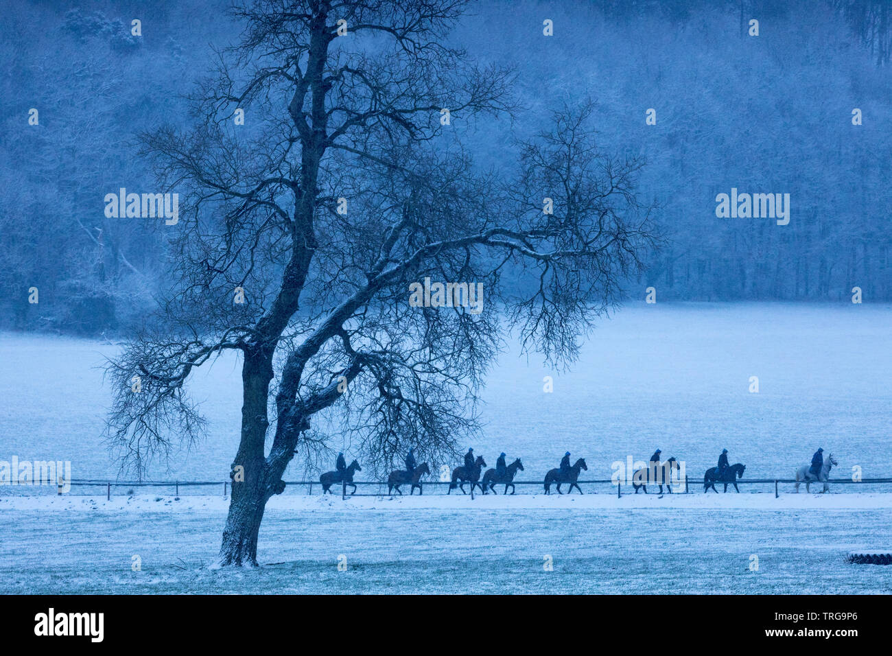 I cavalli da corsa essendo esercitato nella neve, Farm Venn, Milborne Port, Somerset, Inghilterra, Regno Unito Foto Stock