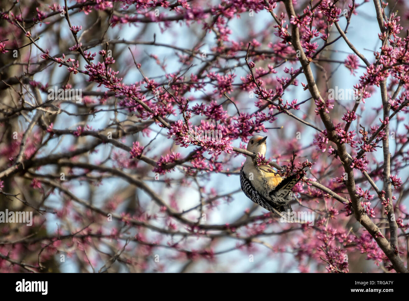 Con questo acrobatico, spostare il disco per vedere roseo-ventre rosso patch è visibile su questa femmina rosso picchio panciuto aggrappato a un redbud tree. Bokeh e Foto Stock