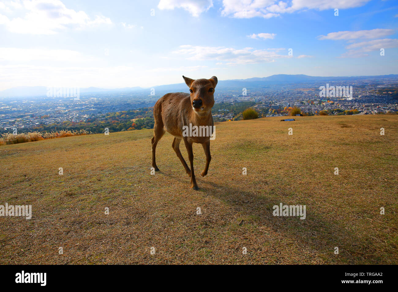 Cari in Giappone Foto Stock