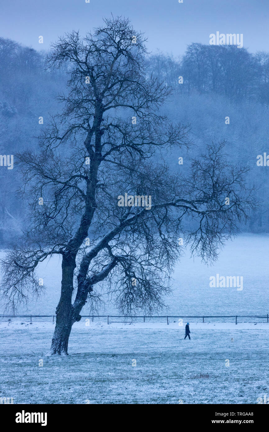 Una persona che cammina il loro cane nella neve, Farm Venn, Milborne Port, Somerset, Inghilterra, Regno Unito Foto Stock