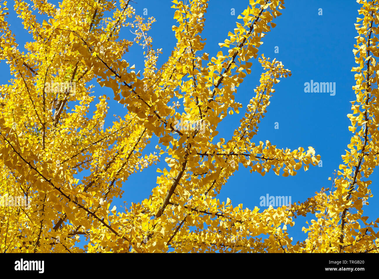 Guardando il giallo Ginkgo biloba tree contro il cielo blu, il fuoco selettivo. Foto Stock