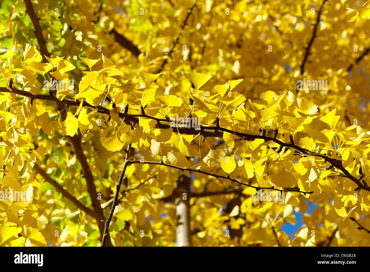 Giallo Ginkgo biloba tree, il fuoco selettivo. Foto Stock