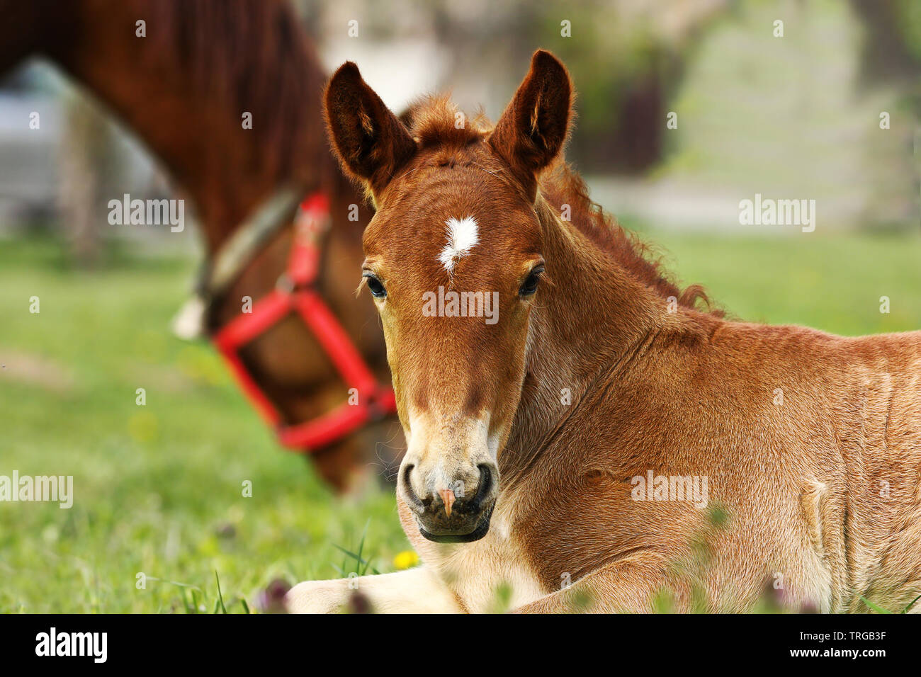 Ritratto di carino brown puledro guardando la telecamera Foto Stock