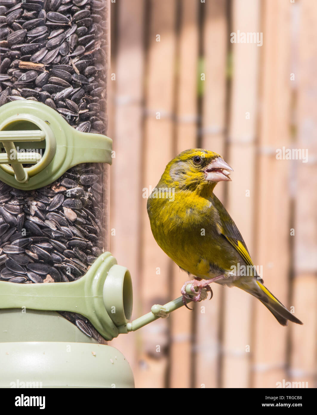 Verdone, fauna selvatica, British Bird su un alimentatore di mangiare nero semi di girasole e guardando verso sinistra Foto Stock
