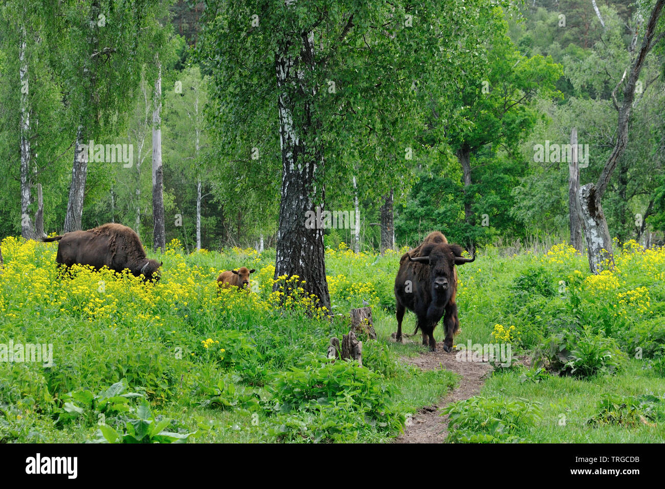 Femmina adulta bisonti americani e i loro 1 mese-vecchio vitello all'Prioksko-terrasny riserva della biosfera, Russia Foto Stock