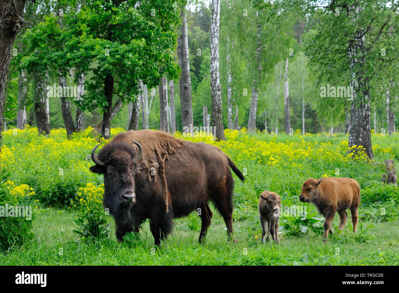 Femmina adulta bisonti americani e 1 settimana e 1 mese-vecchio vitelli all'Prioksko-terrasny riserva della biosfera, Russia Foto Stock