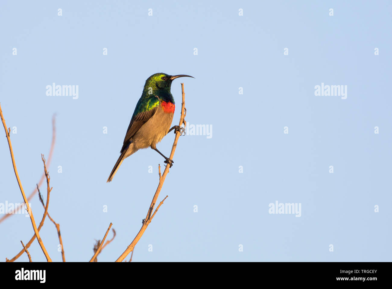 Southern doppio Sunbird collare (Cinnyris chalybeus) maschio in allevamento del piumaggio al tramonto appollaiato su un ramoscello, Western Cape, Sud Africa Foto Stock