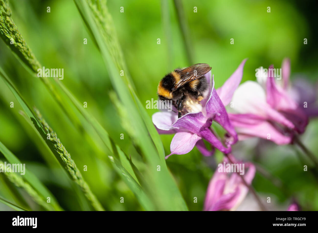 Un ape occupato tra Aquilegia fiori. Foto Stock