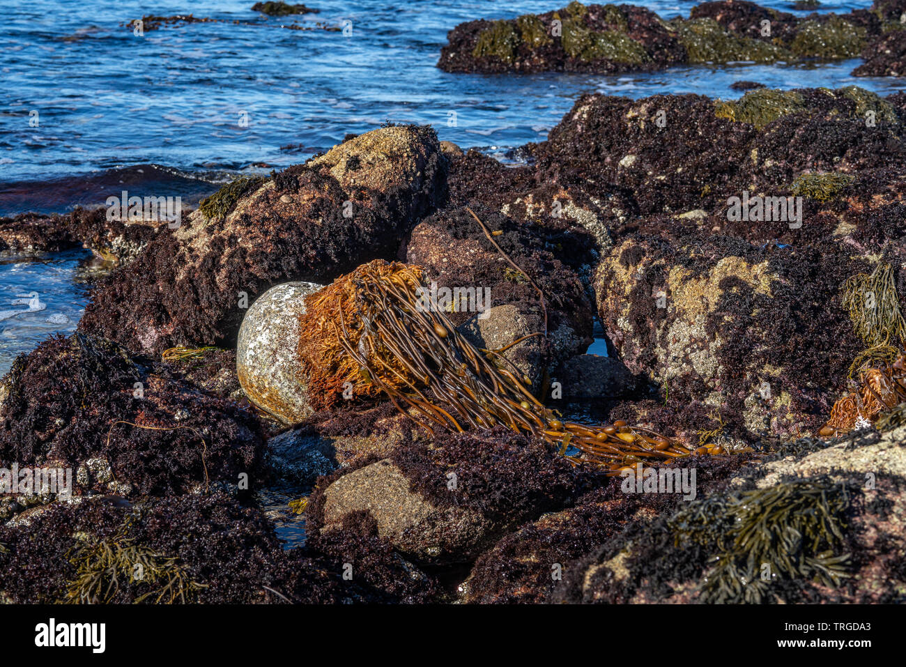 Alghe e barnacle sulle rocce lungo il litorale off Sunset Drive a Monterey in California Foto Stock