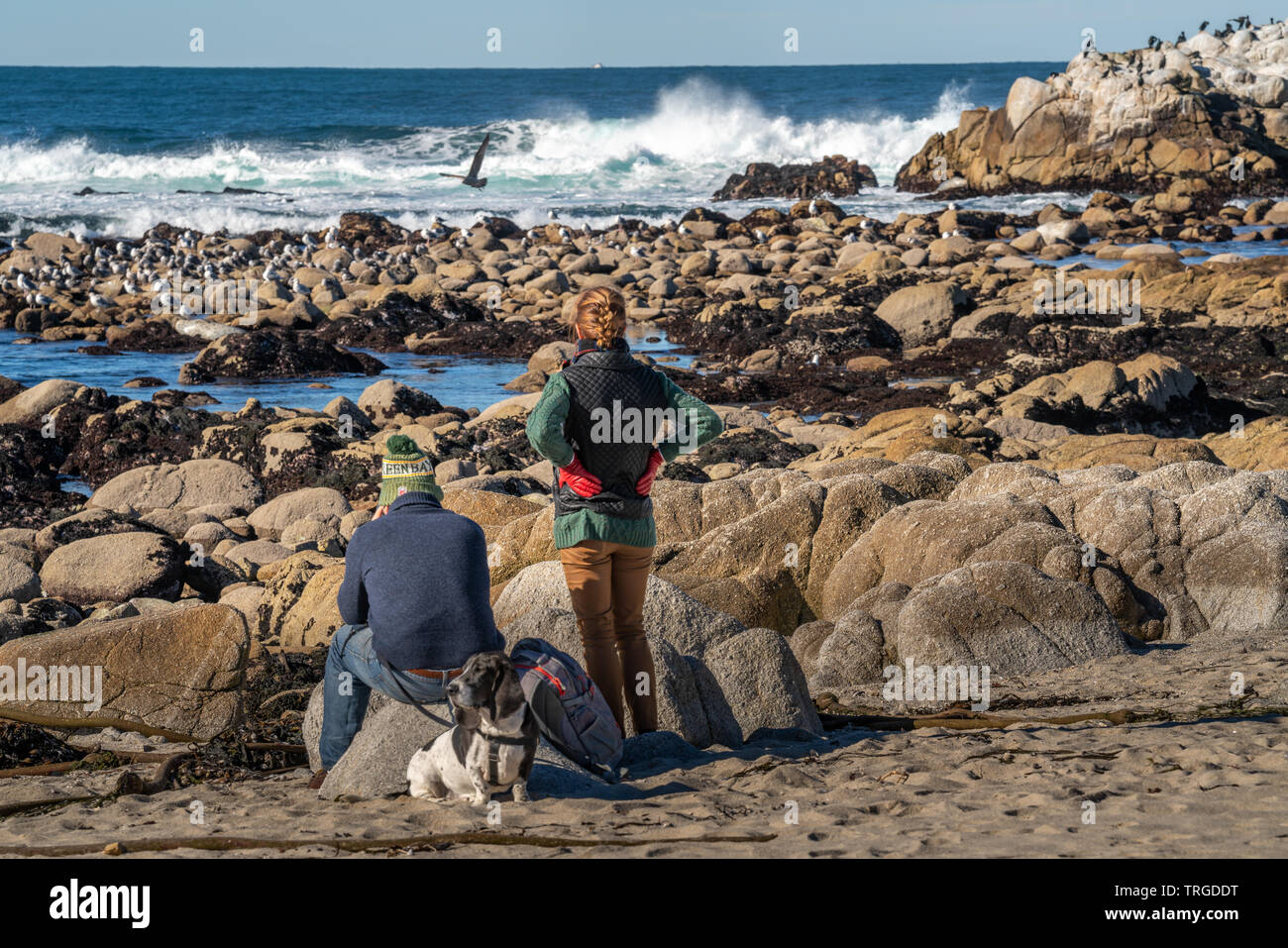 Coppia di anziani e il loro cane guardare gli uccelli, le guarnizioni e le onde vengono a riva lungo Sunset Drive a Monterey in California. Foto Stock