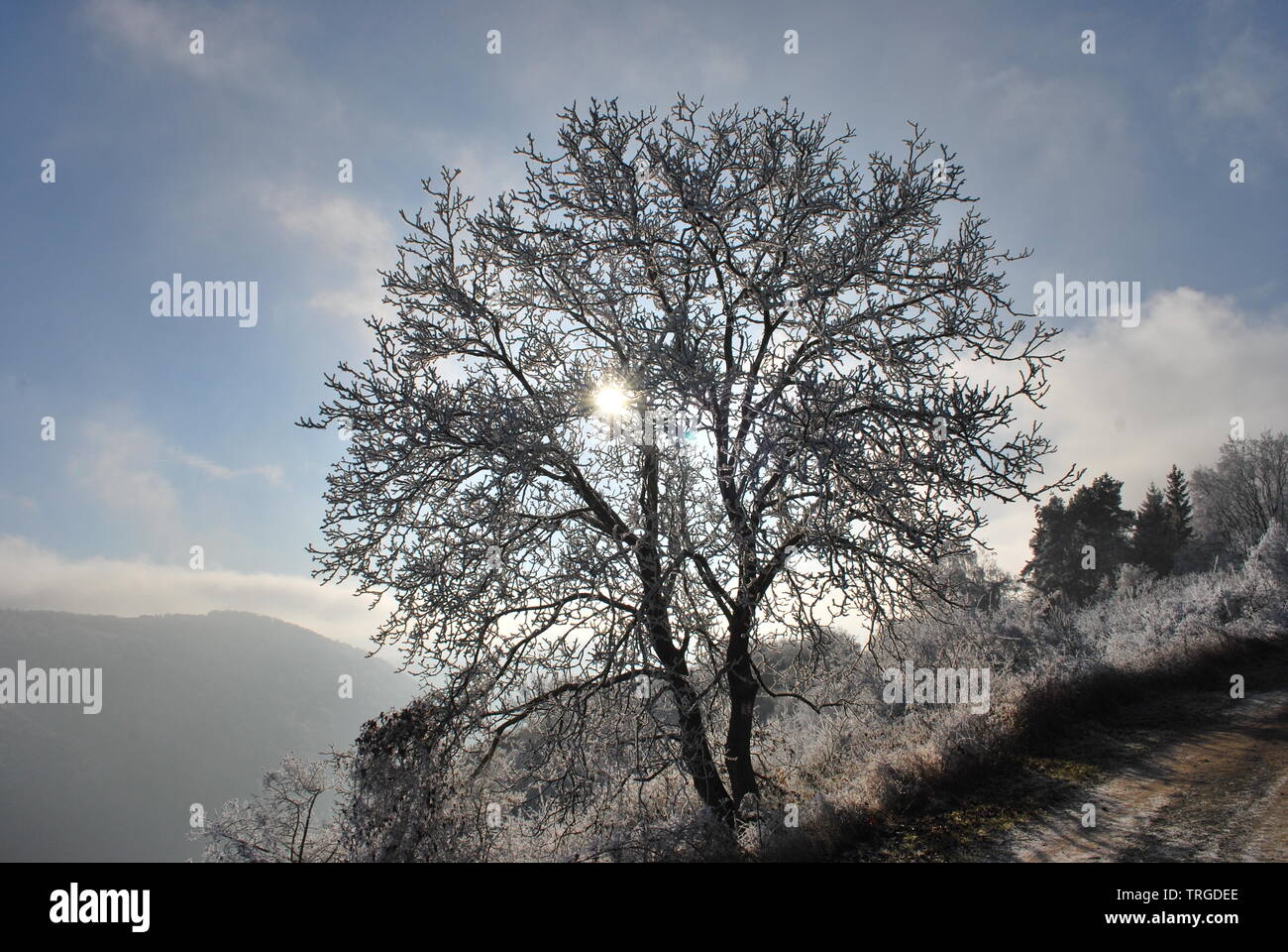 Splendida struttura invernale in alba tranquilla valle del medio Reno patrimonio mondiale Unesco Germania Foto Stock