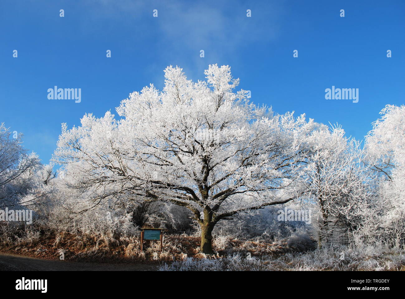 Meraviglioso inverno congelati albero più tranquilla valle del medio Reno patrimonio mondiale Unesco Germania Foto Stock