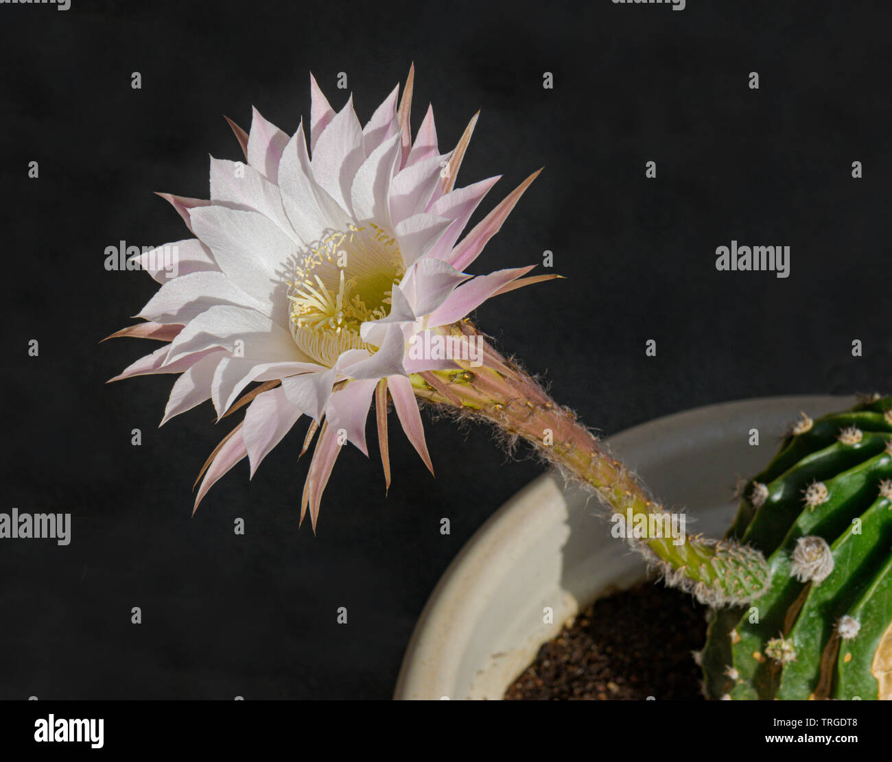 Vista laterale di un bianco e rosa echinopsis notte cactus fioriti che mostra tutte le parti di fiore e una sezione di impianto su sfondo nero Foto Stock