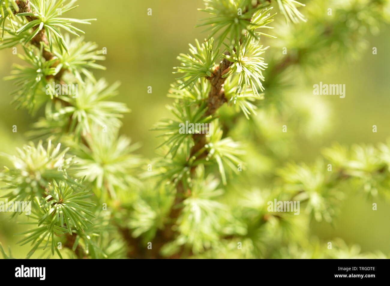 Larice, Evergreen Foto Stock