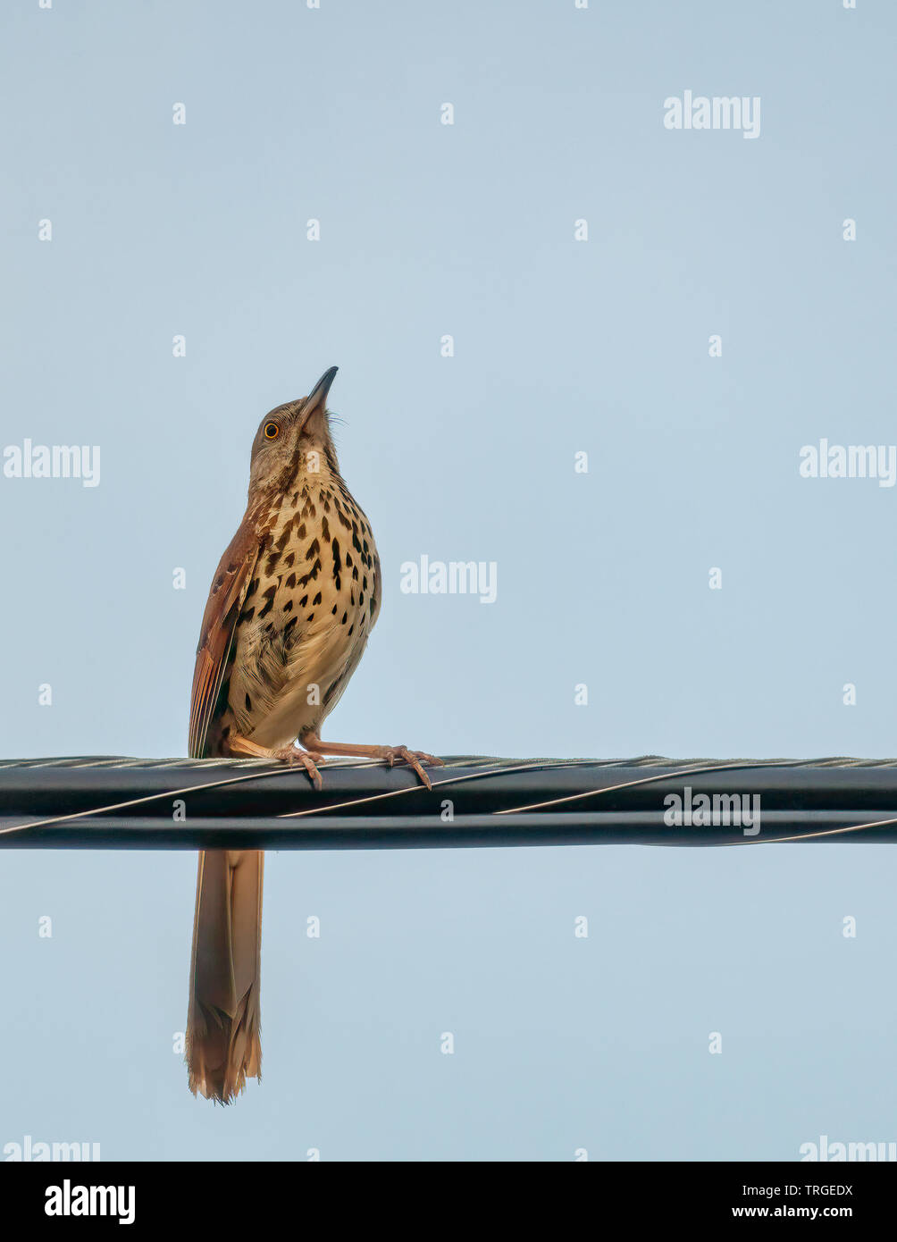 Brown Thrasher appollaiato sul filo del cavo Foto Stock