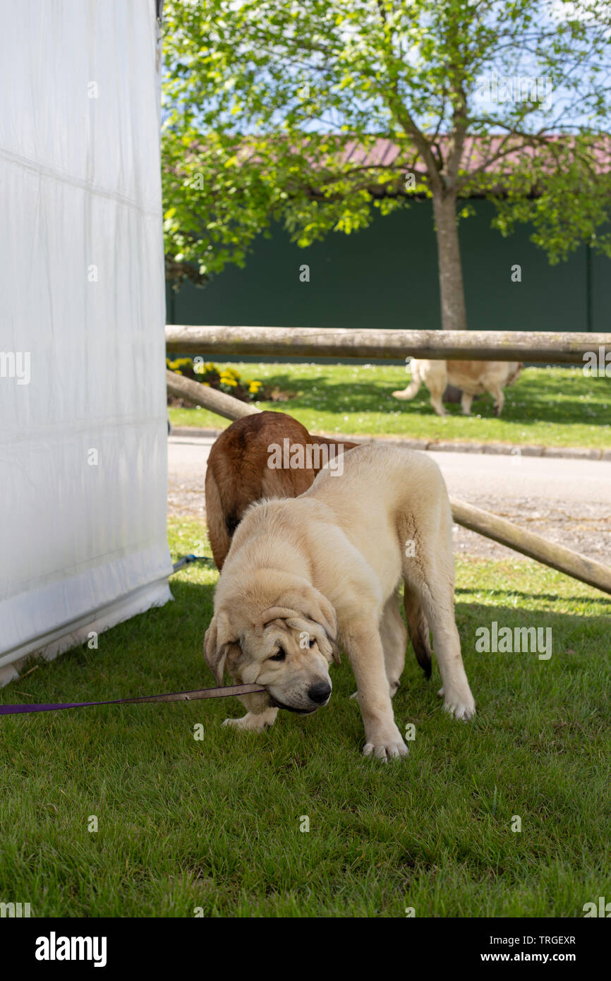 Un bambino mastiff è mordere il suo guinzaglio Foto Stock