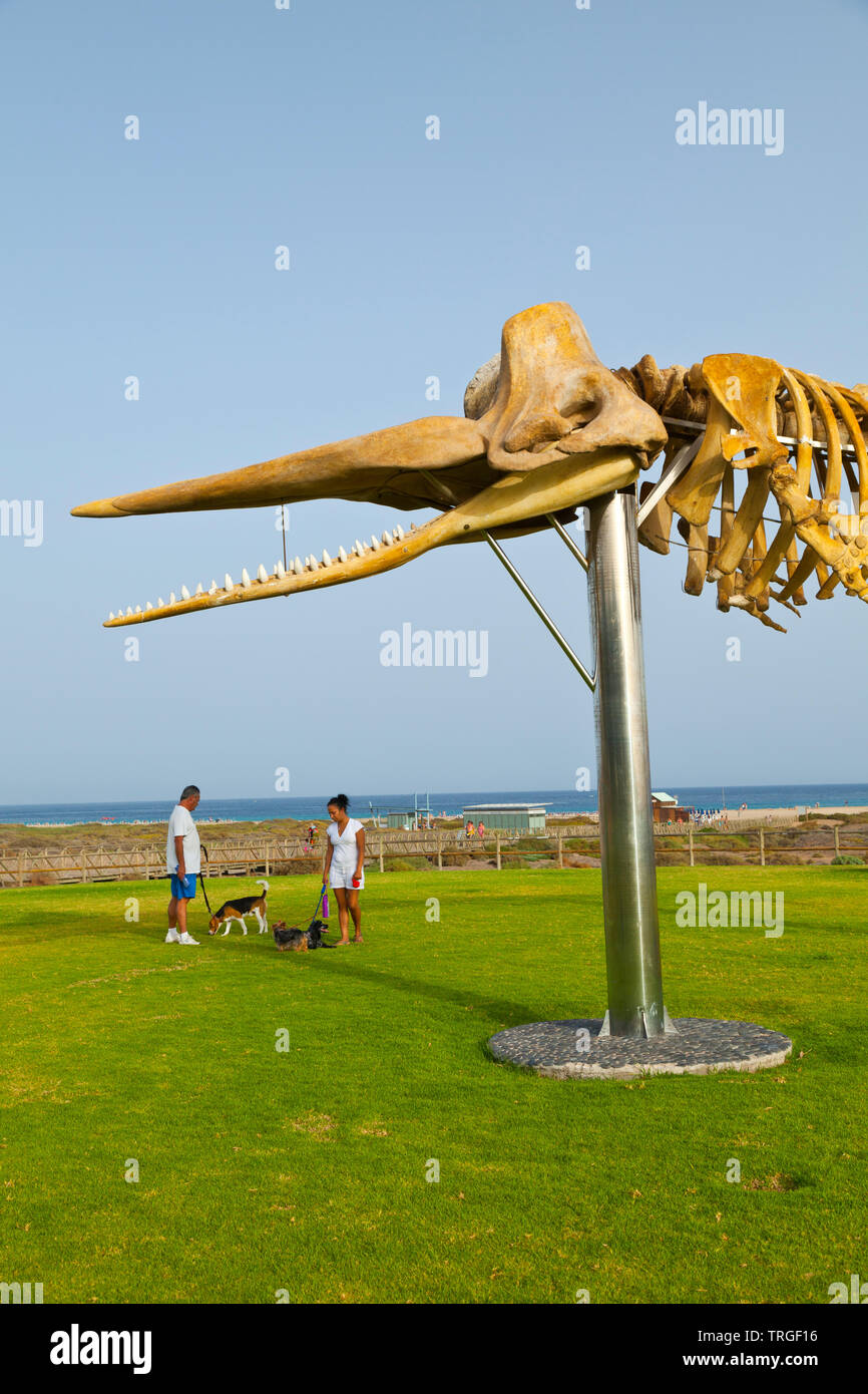 Esqueleto de Cachalote y al fondo playa del Matorral. Morro Jable. Península de Jandia. Isla Fuerteventura. Provincia di Las Palmas. Islas Canarias. España Foto Stock