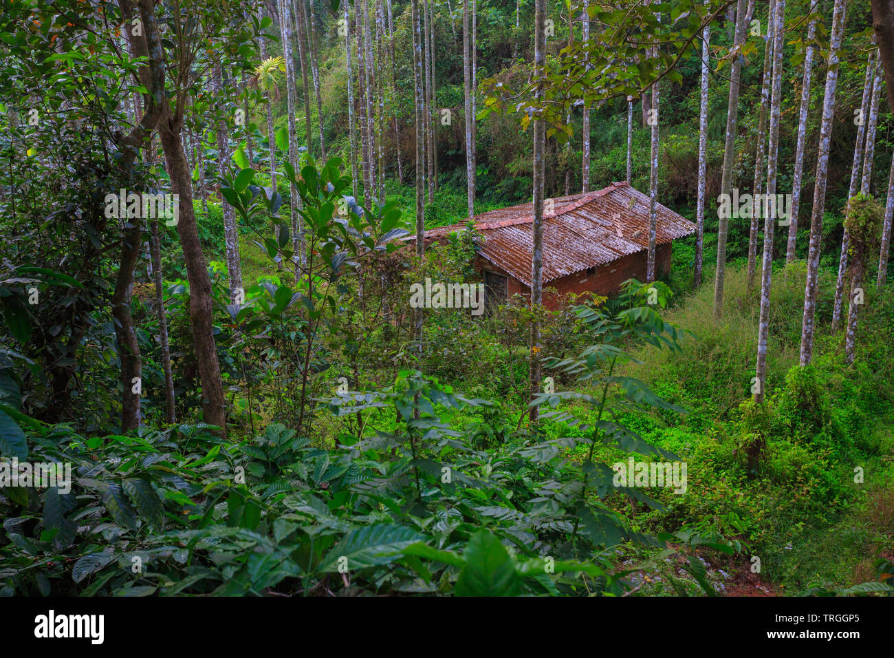Una casa abbandonata in colline di Wayanad (Kerala, India) Foto Stock