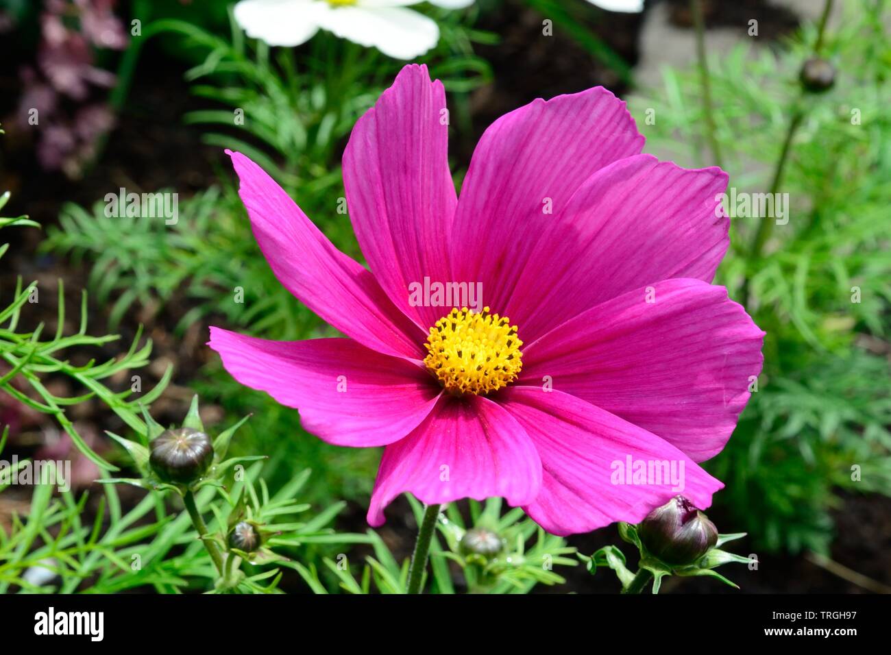 Luminosa rosa magenta Cosmo flower bloom Foto Stock