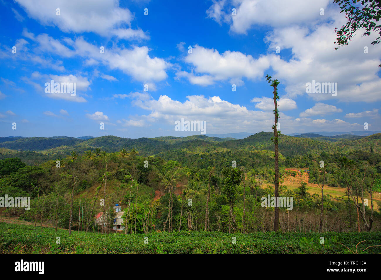 Lo splendido paesaggio di Wayanad (Kerala, India) Foto Stock