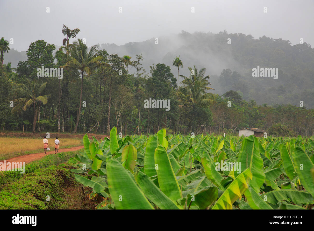 Un villaggio nel paesaggio di Wayanad (Kerala, India) Foto Stock