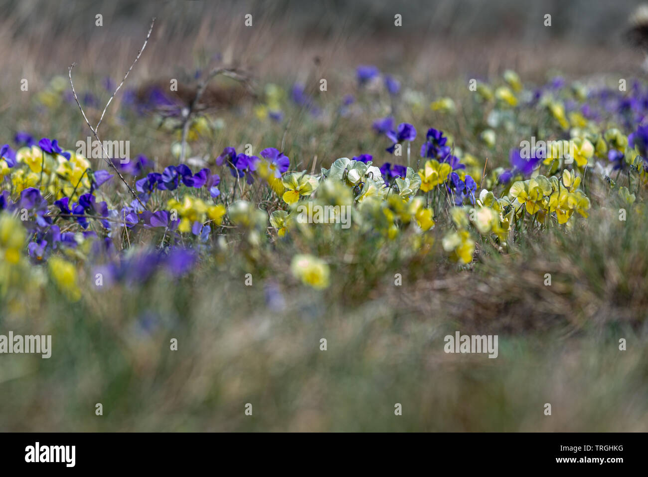 Appennino abruzzese, a fioritura primaverile di violette, il dimorfismo Foto Stock