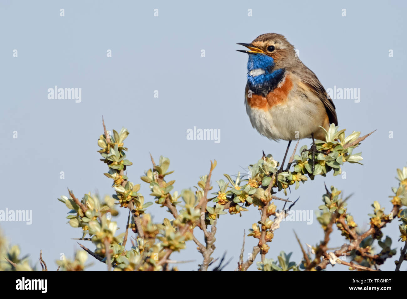 White-spotted pettazzurro / Blaukehlchen ( Luscinia svecica ) maschio adulto, appollaiato su seabuckthorn, cantando, la fauna selvatica, l'Europa. Foto Stock