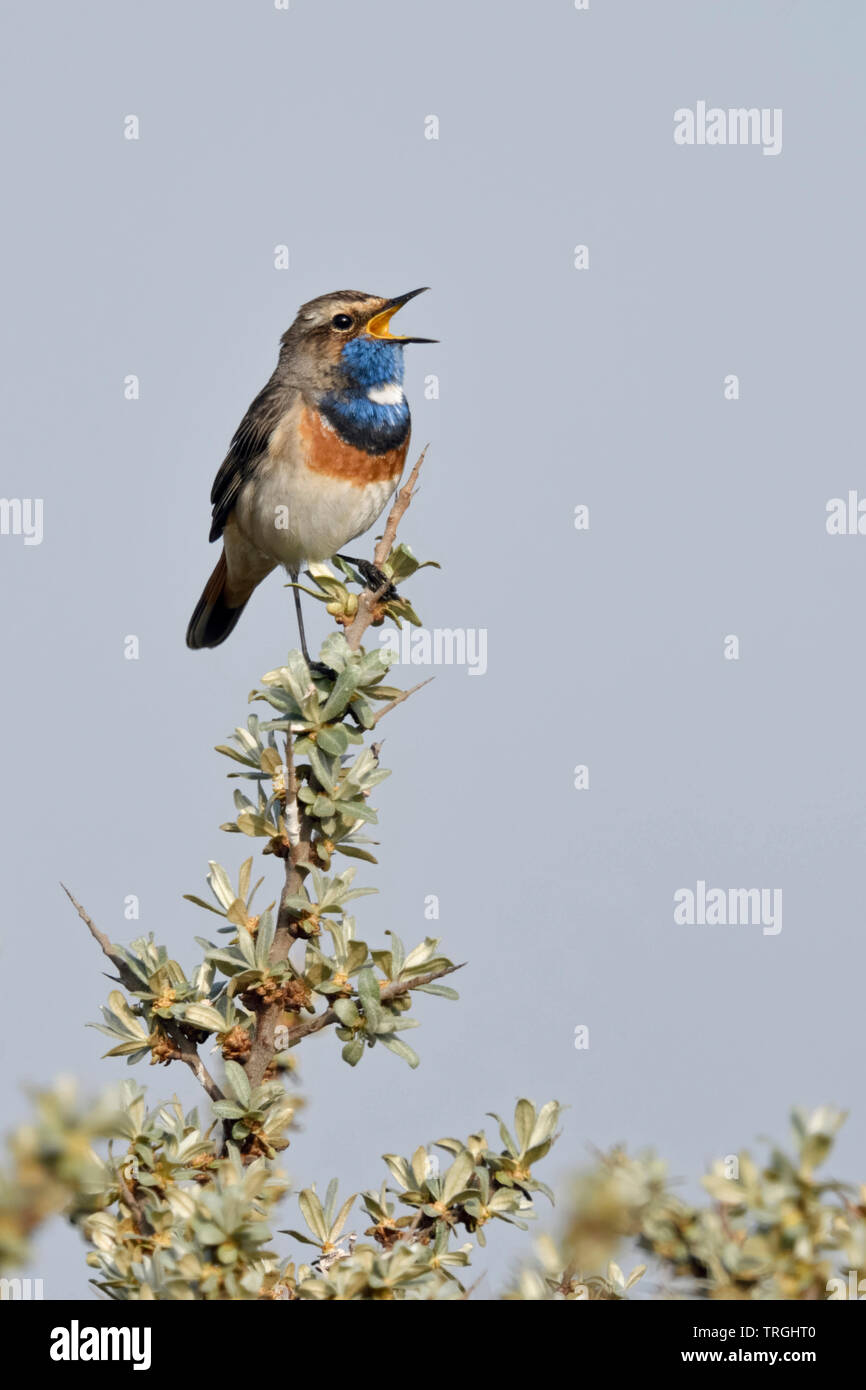 White-spotted pettazzurro / Blaukehlchen ( Luscinia svecica ) maschio adulto, appollaiato su seabuckthorn, cantando, la fauna selvatica, l'Europa. Foto Stock