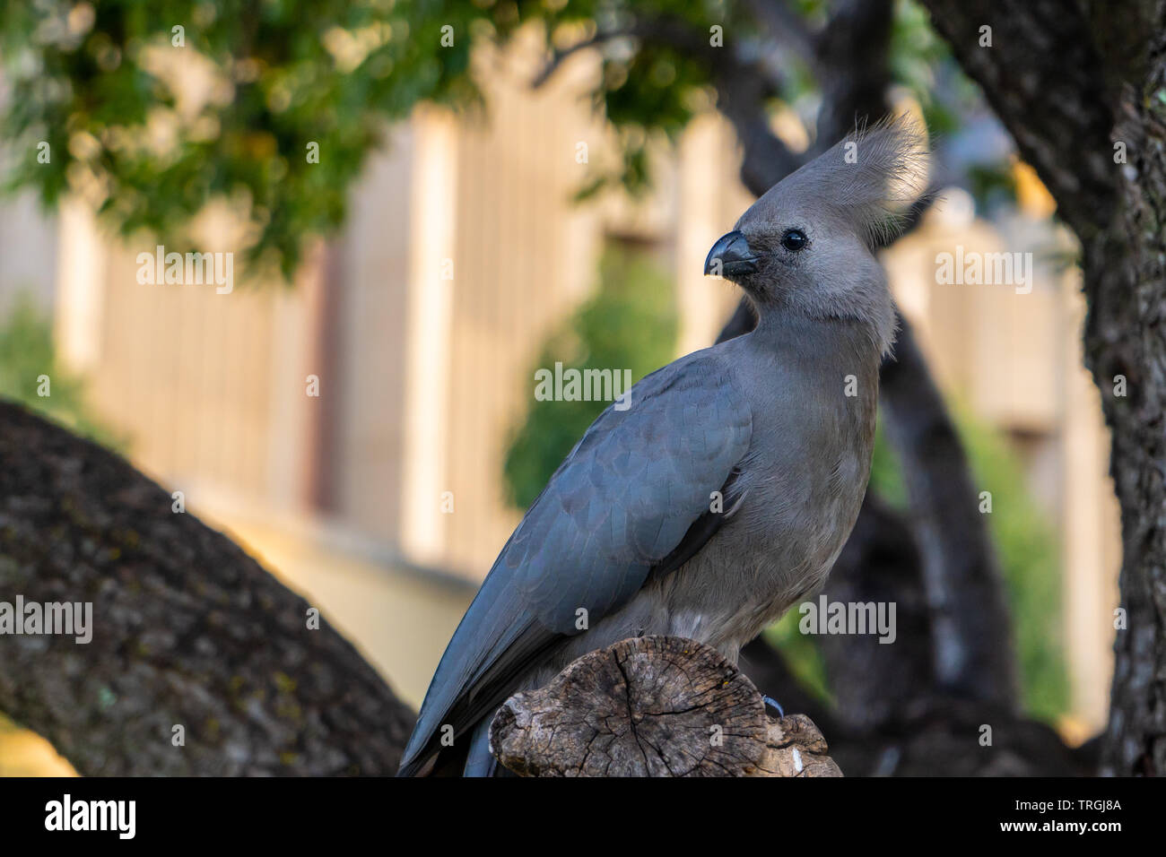 Immagine ravvicinata di un grigio andare lontano Bird(Grey Lourie) appollaiato su un ramo di albero. Foto Stock